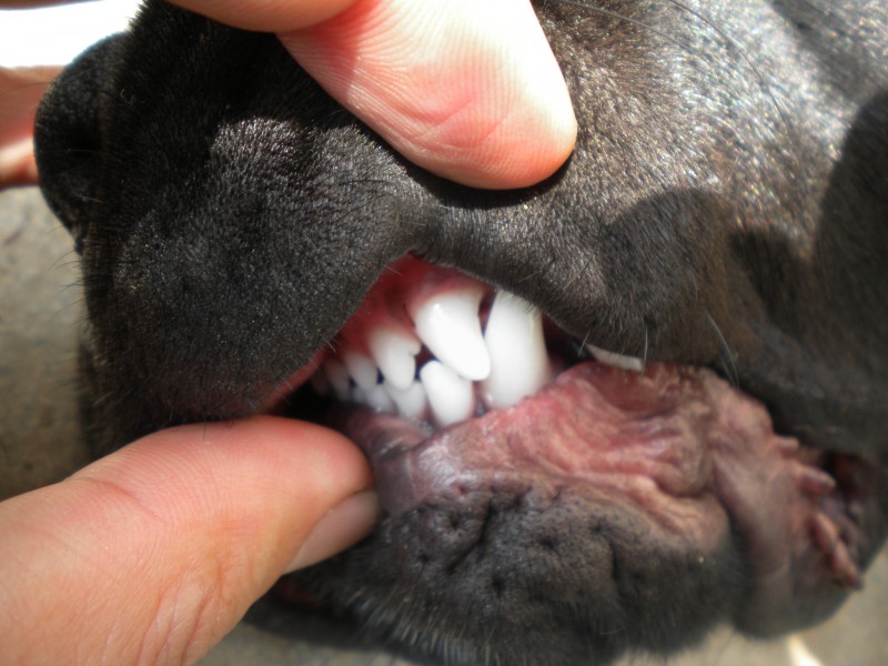 foto di Federico Lavanche Chiusura ortognata cane corso, foto: Federico Lavanche