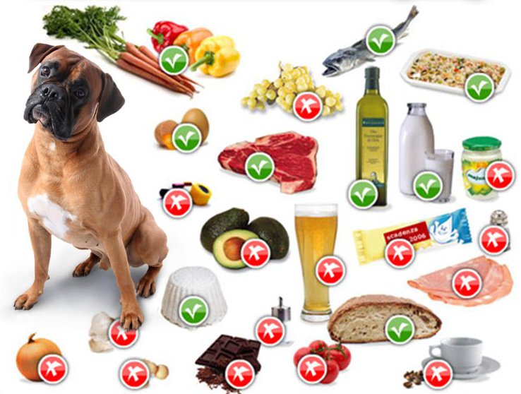 Consigli Alimentari Cane Corso 3 CANE-CIBI-21