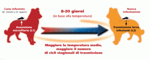 filariosi trasmissione