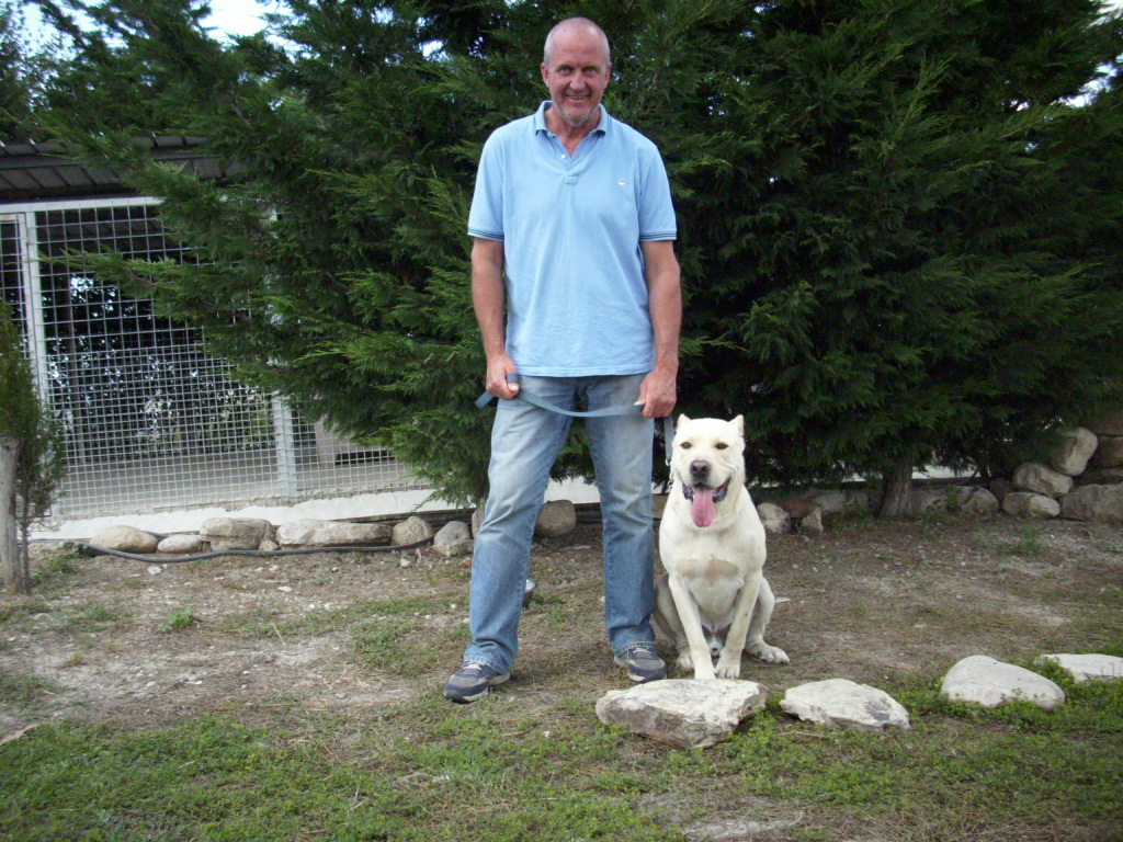 Raduno Cani Corso Cane Corso Italiano Razza