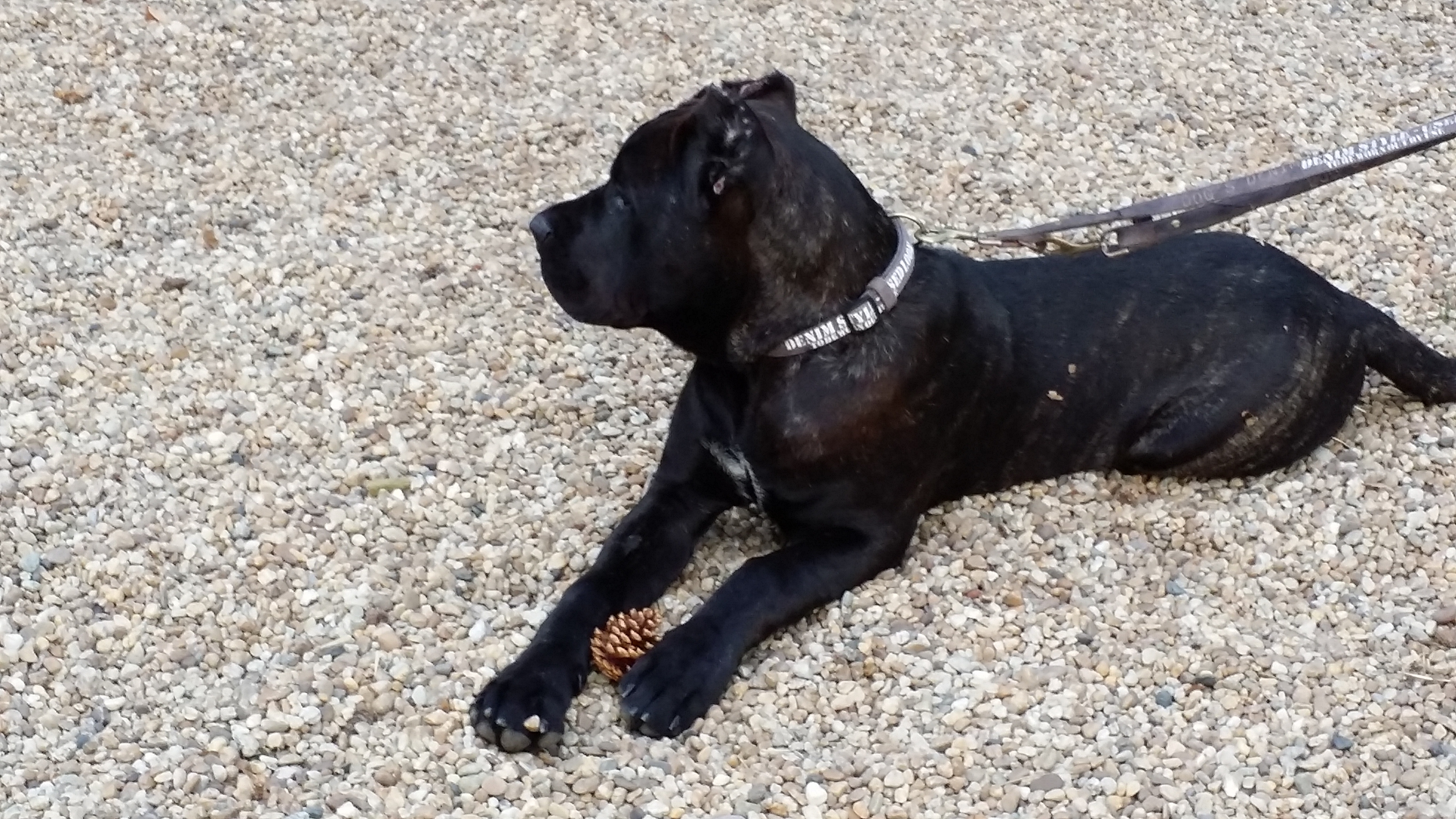 Argo 5 Mesi Cane Corso Italiano Razza