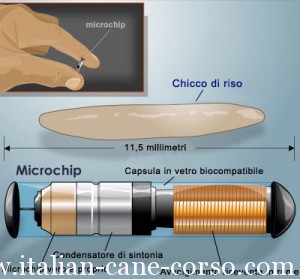 microchip cane