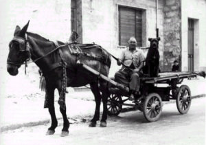 CaneCorso-sul-carretto