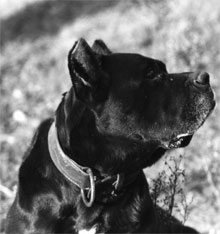 Cane Corso, storia e recupero della razza 10 DAUNO. Padre di Basir, figlio di Brina x Picciut fratello di Tipsi