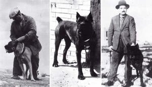 storia del cane corso