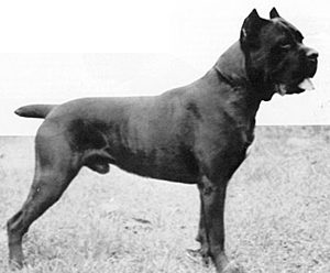 Cane Corso, storia e recupero della razza 8 Basir