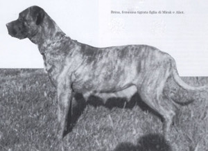 Cane Corso, storia e recupero della razza 5 brina