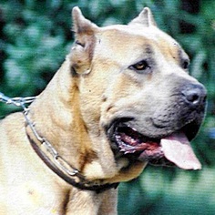 Cane Corso, storia e recupero della razza 9 Nikla