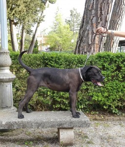 Alopecia a chiazze su cane corso di 2 anni