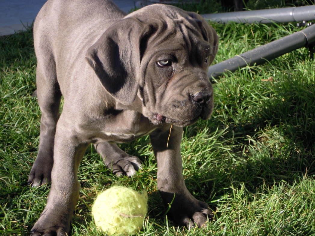 Arriva un Cucciolo di cane corso, cosa preparare? 6 Damon, allevamento cane corso dei legionari