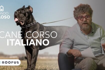cane corso