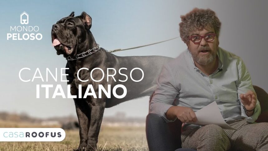 cane corso