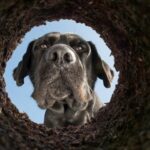cane corso mangia terra