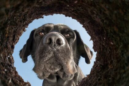 cane corso mangia terra