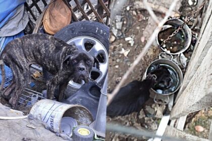 cane corso